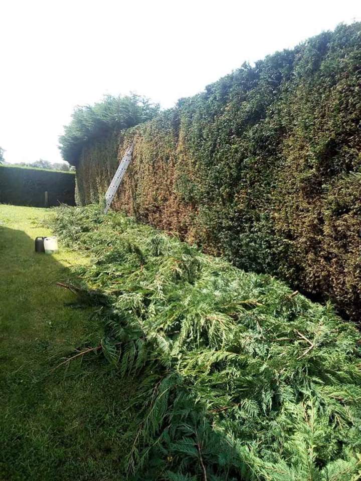 Entretien et taille de haies à Valmont