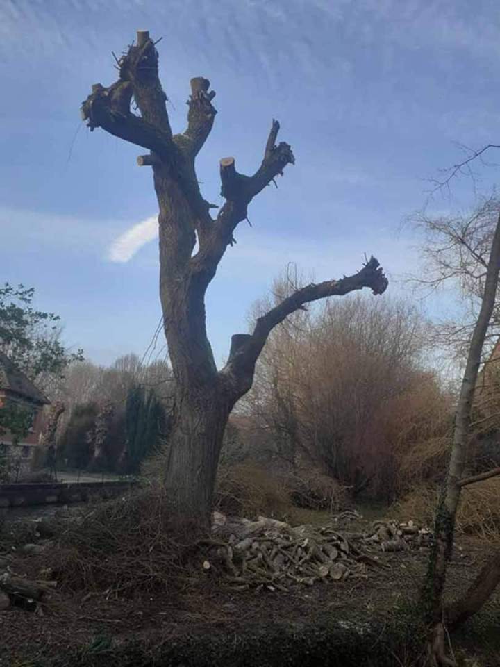 Services d’élagage à Valmont