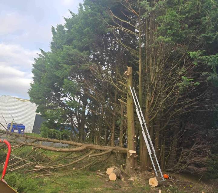 Taille d'arbres et arbustes, Valmont